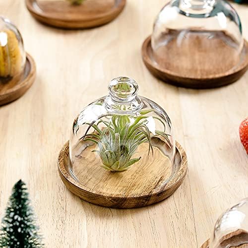2 Pack Ultra Mini Wooden Base Cake Display Stand with Glass Dome,Cloche Clear Glass Bell Jar Cover for Dessert Cheese Candy Plants Succulents (4.1 x 3.7 inch)