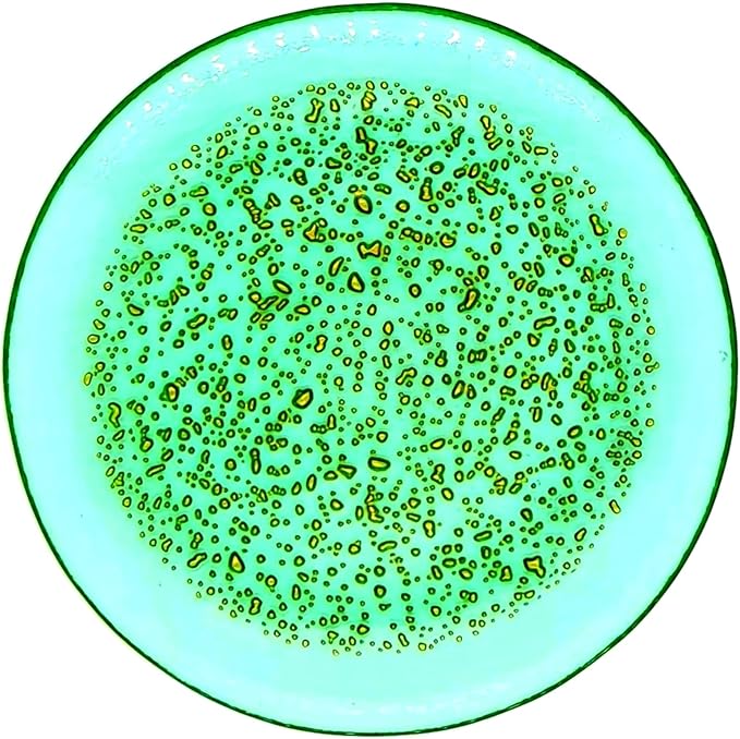 Red Pomegranate ISLA 7" Canape Plate Set of 4 Emerald/Gold